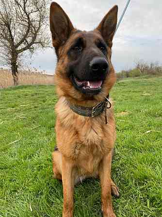 Щенки немецкой овчарки Макеевка