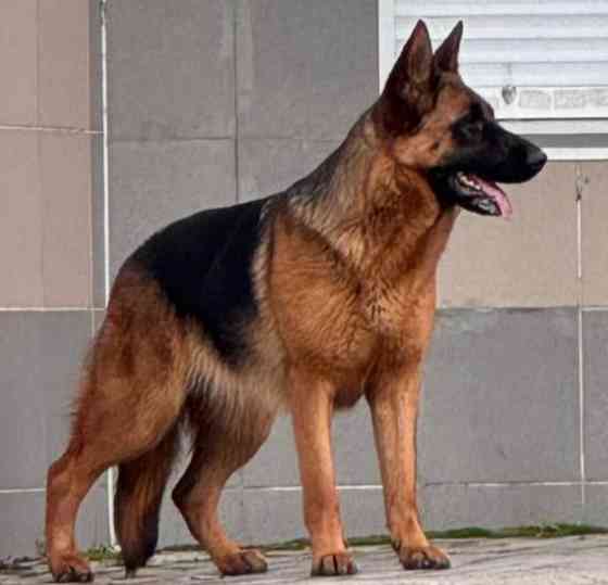 Щенки немецкой овчарки Макеевка