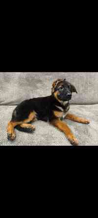 Щенки немецкой овчарки Макеевка