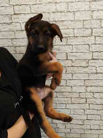 Щенки немецкой овчарки Макеевка