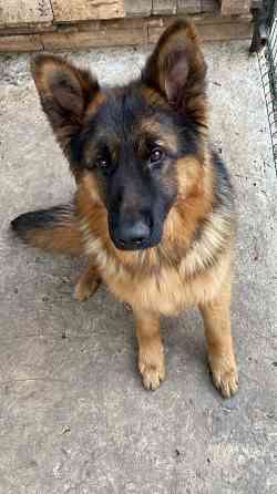 Щенки немецкой овчарки Макеевка