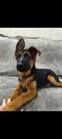 Щенки немецкой овчарки Макеевка