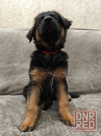 Щенки немецкой овчарки Макеевка - изображение 2