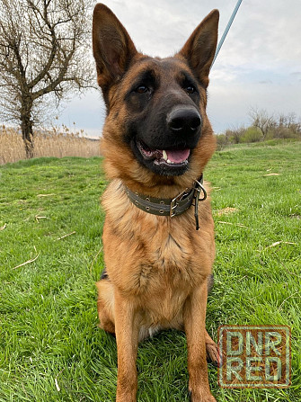 Щенки немецкой овчарки Макеевка - изображение 7