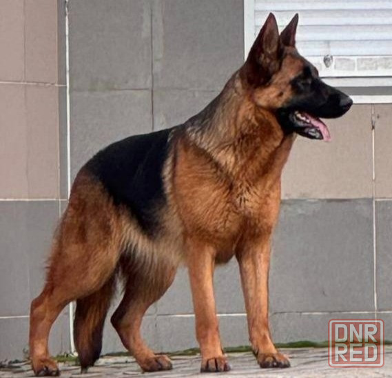 Щенки немецкой овчарки Макеевка - изображение 6