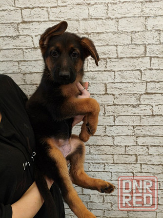 Щенки немецкой овчарки Макеевка - изображение 1