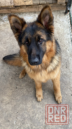 Щенки немецкой овчарки Макеевка - изображение 8