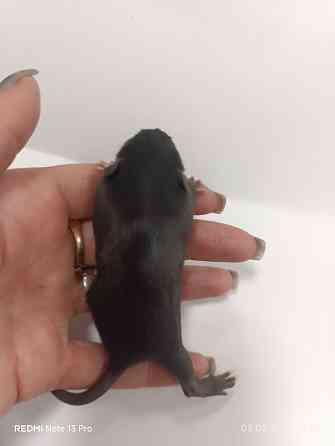 Ручные Малыши крысята Дамбо Донецк