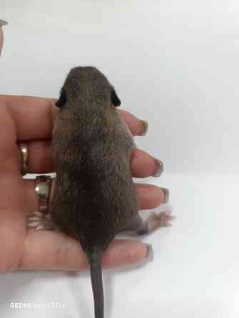 Ручные Малыши крысята Дамбо Донецк