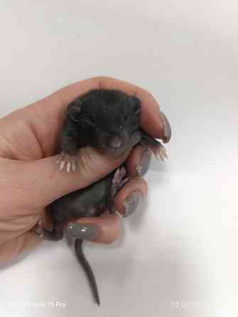 Ручные Малыши крысята Дамбо Донецк