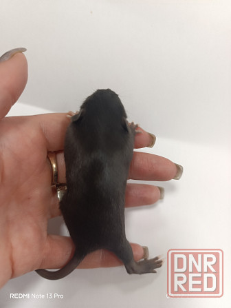 Ручные Малыши крысята Дамбо Донецк - изображение 2