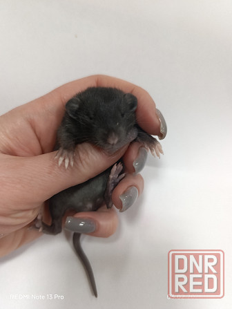 Ручные Малыши крысята Дамбо Донецк - изображение 3