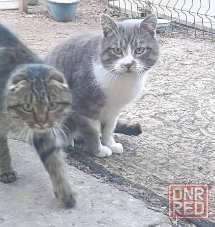 Взрослый кот в хорошие руки очень ласковый Макеевка - изображение 1