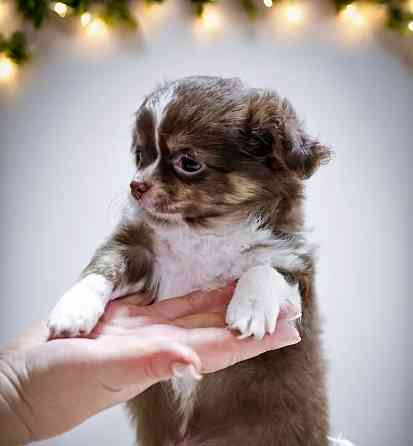 Щенок чихуахуа Макеевка