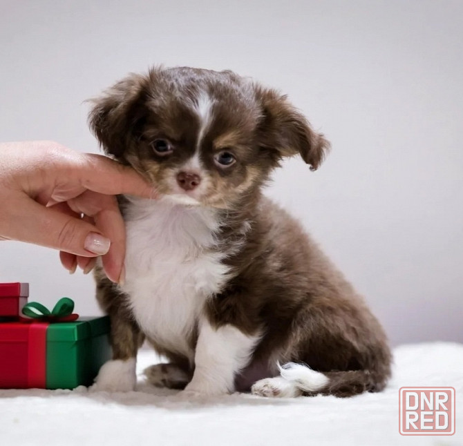 Щенок чихуахуа Макеевка - изображение 1