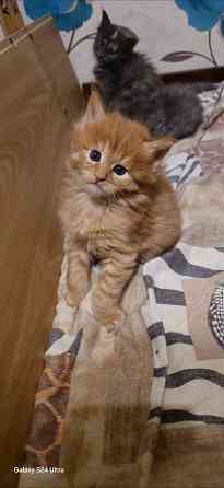 Котята мейн-кун Донецк