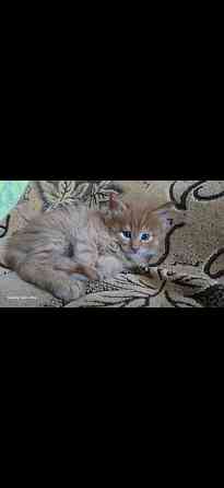 Котята мейн-кун Донецк