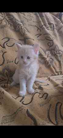 Котята мейн-кун Донецк