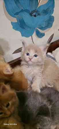 Котята мейн-кун Донецк