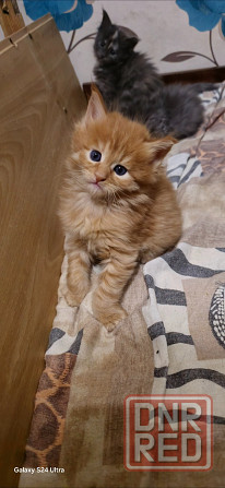 Котята мейн-кун Донецк - изображение 5