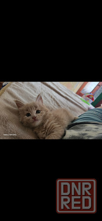 Котята мейн-кун Донецк - изображение 1