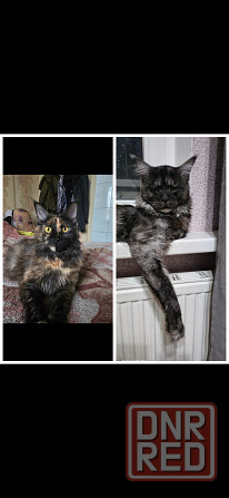 Котята мейн-кун Донецк - изображение 8