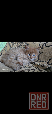 Котята мейн-кун Донецк - изображение 4