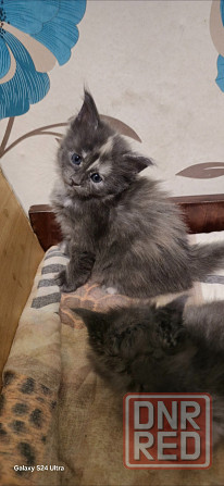 Котята мейн-кун Донецк - изображение 6