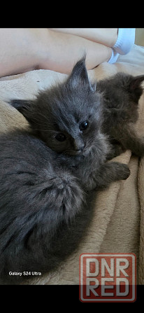 Котята мейн-кун Донецк - изображение 7