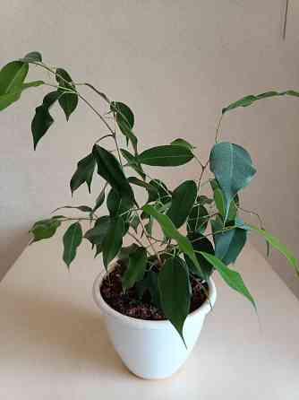 Продам фикус Макеевка