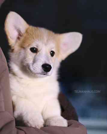 Проется щенок вельш корги пемброк племенной питомник "TelmanHaus" Донецк