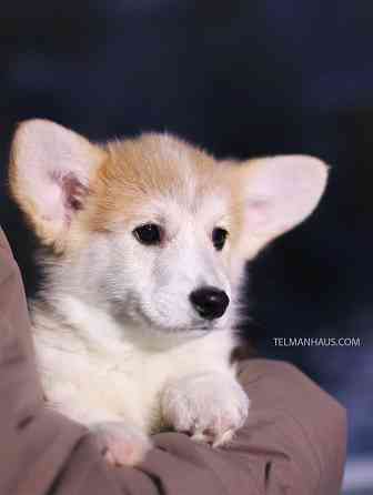 Проется щенок вельш корги пемброк племенной питомник "TelmanHaus" Донецк