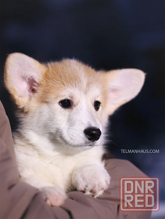 Проется щенок вельш корги пемброк племенной питомник "TelmanHaus" Донецк - изображение 1