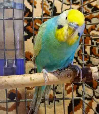 Радужный самец и жёлтая самка волнистые Донецк