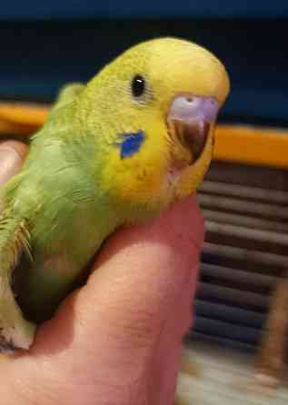 Птенец волнистый попугай Донецк