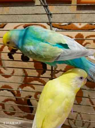 Радужный самец и жёлтая самка волнистые Донецк