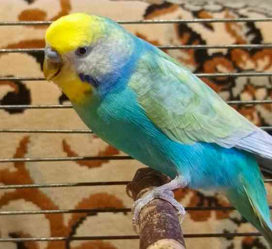 Радужный самец и жёлтая самка волнистые Донецк