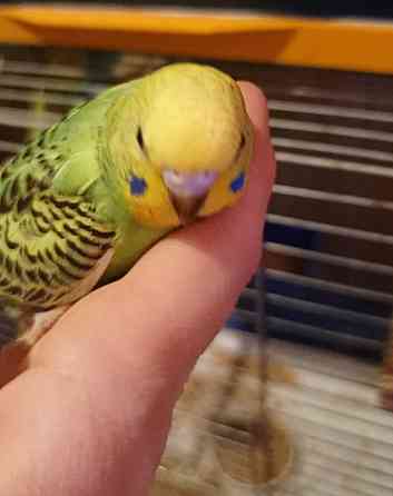 Птенец волнистый попугай Донецк