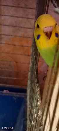 Птенец волнистый попугай Донецк