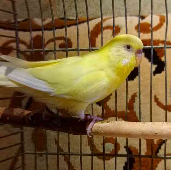 Радужный самец и жёлтая самка волнистые Донецк