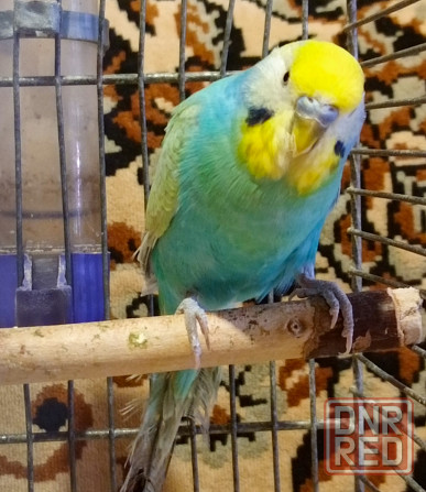 Радужный самец и жёлтая самка волнистые Донецк - изображение 3