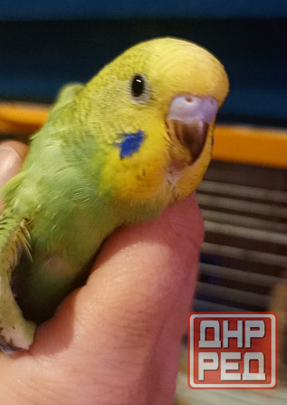 Птенец волнистый попугай Донецк - изображение 1
