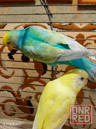 Радужный самец и жёлтая самка волнистые Донецк - изображение 4