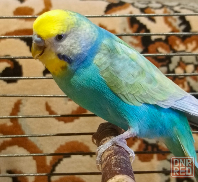 Радужный самец и жёлтая самка волнистые Донецк - изображение 1