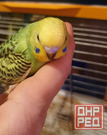 Птенец волнистый попугай Донецк - изображение 2