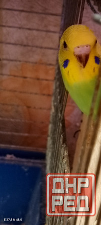 Птенец волнистый попугай Донецк - изображение 4