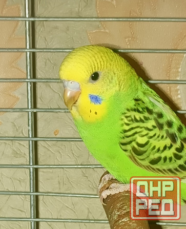 Птенец волнистый попугай Донецк - изображение 3