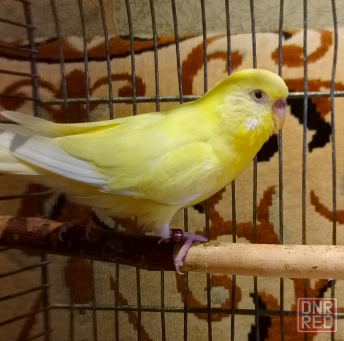 Радужный самец и жёлтая самка волнистые Донецк - изображение 2