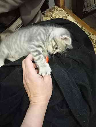 Котёнок в хорошие руки. Донецк