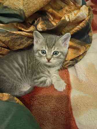 Котёнок в хорошие руки. Донецк